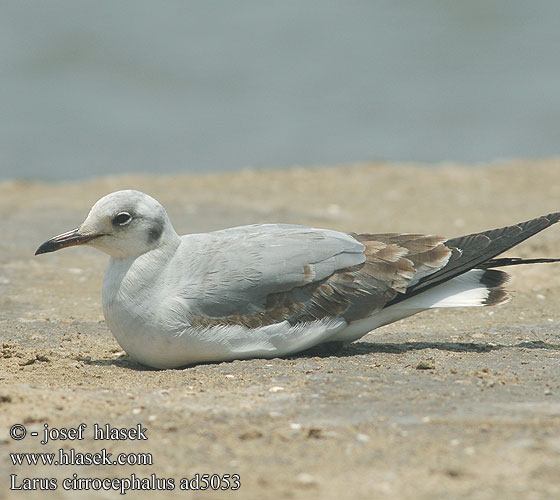 Larus cirrocephalus ad5053