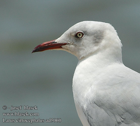 Racek šedohlavý Gaviota Cabeza Gris Gråhuvad mås Grijskopmeeuw Gryskopmeeu שחף אפור-ראש Larus cirrocephalus Greyheaded Gull Gråhovedet Måge Harmaalokki harmaapäälokki Mouette tête grise Grijskopmeeuw Gabbiano Testagrigia Szürkefejű sirály Graukopfmöwe Mewa szarogłowa