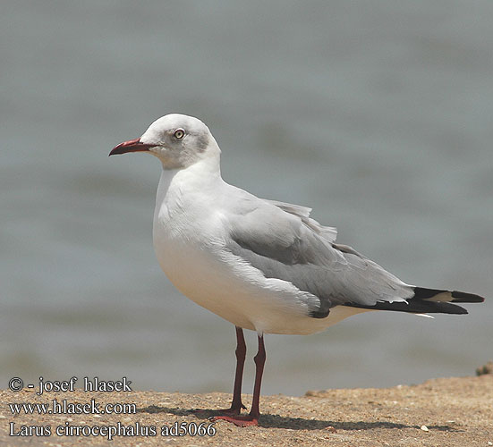 Larus cirrocephalus ad5066