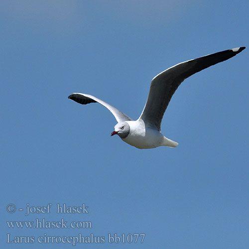 Harmaalokki harmaapäälokki Mouette tête grise Grijskopmeeuw Gabbiano Testagrigia Szürkefejű sirály Graukopfmöwe Mewa szarogłowa Racek šedohlavý Gaviota Cabeza Gris Gråhuvad mås Grijskopmeeuw Gryskopmeeu שחף אפור-ראש Larus cirrocephalus Greyheaded Gull Gråhovedet Måge Сероголовая чайка ズアオカモメ 灰頭鷗，