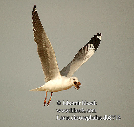 Larus cirrocephalus db8718