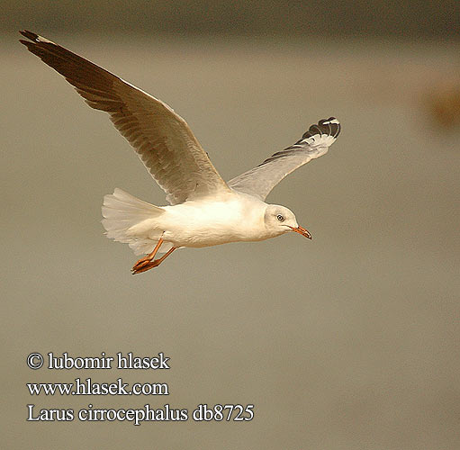 Larus cirrocephalus db8725