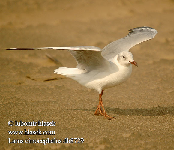 Larus cirrocephalus db8729