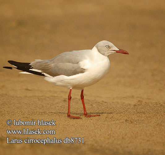 Gaviota Cabeza Gris Gråhuvad mås Grijskopmeeuw Gryskopmeeu שחף אפור-ראש Larus cirrocephalus Greyheaded Gull Gråhovedet Måge Harmaalokki harmaapäälokki Mouette tête grise Grijskopmeeuw Gabbiano Testagrigia Szürkefejű sirály Graukopfmöwe Mewa szarogłowa Racek šedohlavý