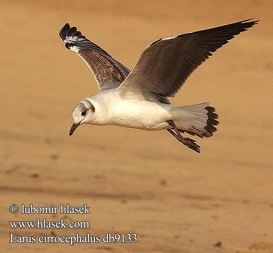 Larus cirrocephalus db9133