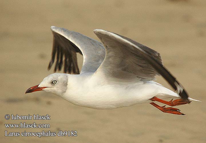 Larus cirrocephalus db9182