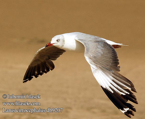 Сероголовая чайка ズアオカモメ 灰頭鷗， Harmaalokki harmaapäälokki Mouette tête grise Grijskopmeeuw Gabbiano Testagrigia Szürkefejű sirály Graukopfmöwe Mewa szarogłowa Racek šedohlavý Gaviota Cabeza Gris Gråhuvad mås Grijskopmeeuw Gryskopmeeu שחף אפור-ראש Larus cirrocephalus Greyheaded Gull Gråhovedet Måge