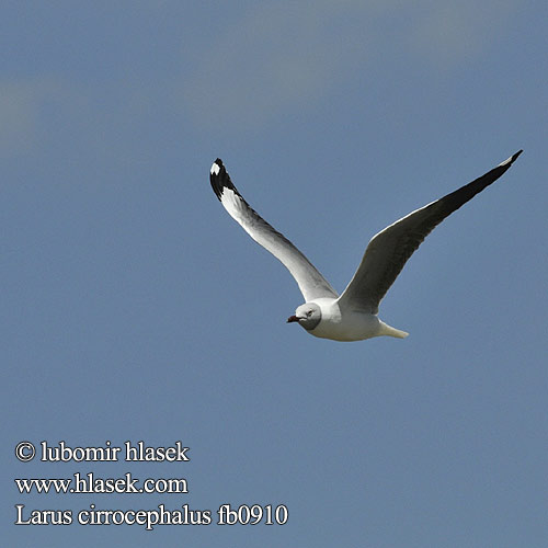 Larus cirrocephalus fb0910