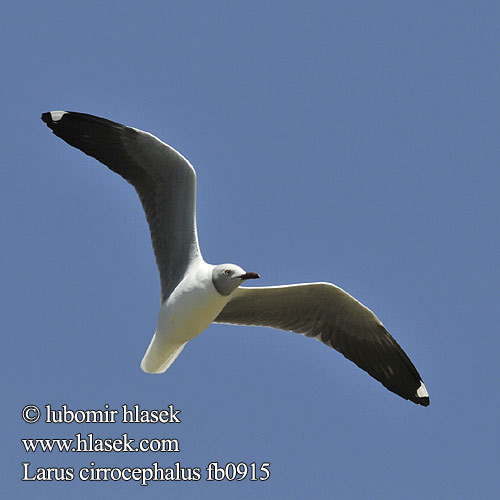 Larus cirrocephalus fb0915