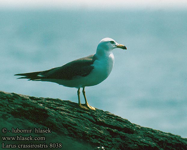 Larus crassirostris Black-tailed Gull Racek japonský 黑尾鷗 Чернохвостая чайка ウミネコ 괭이갈매기 Larus crassirostris Japanmåge Gaviota Japonesa Japaninlokki Goéland queue Gabbiano giapponese Zwartstaartmeeuw Mewa japonska Svartstjärtad mås Japanmåke