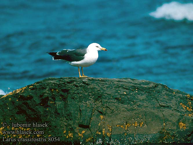 ウミネコ 괭이갈매기 Larus crassirostris Japanmåge Gaviota Japonesa Japaninlokki Goéland queue Gabbiano giapponese Zwartstaartmeeuw Mewa japonska Svartstjärtad mås Japanmåke Larus crassirostris Black-tailed Gull Racek japonský 黑尾鷗 Чернохвостая чайка