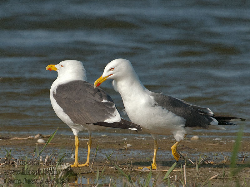 Kleinswartrugmeeu Kara Sırt Малка черногърба чайка Larus fuscus