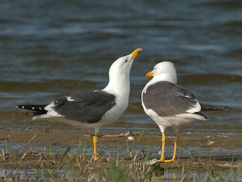 Μελανόγλαρος Gaivota-d'asa-escura Larus fuscus