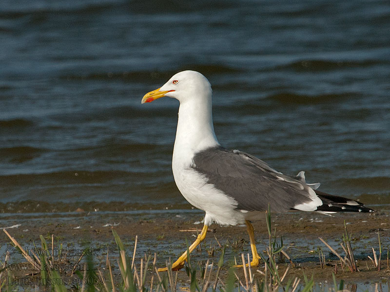 النورس أسود الظهر الصغير Larus fuscus