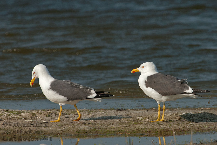 Клуша ニシセグロカモメ Larus fuscus