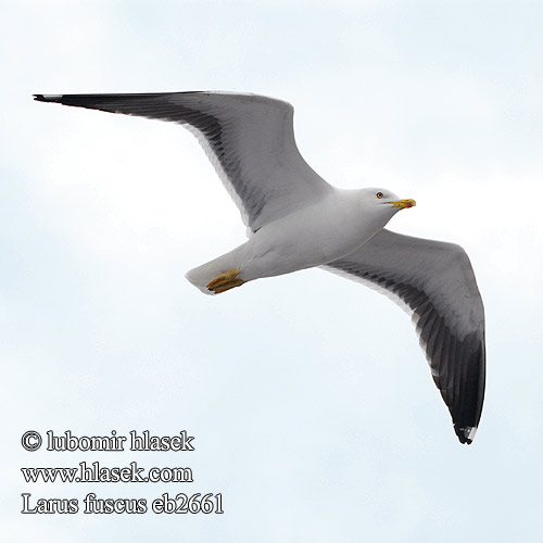 Larus fuscus Клуша ニシセグロカモメ النورس أسود الظهر الصغير Μελανόγλαρος Gaivota-d'asa-escura Kleinswartrugmeeu Kara Sırt Малка черногърба чайка Racek žlutonohý Sildemåge Selkälokki Goéland brun Heringsirály Silkinis kiras Kleine mantelmeeuw Sildemåke Mewa żółtonoga Silltrut Sildegáiru שחף שחור Sílamáfur Rjavi galeb Gabbiano Baltico zafferano 烏灰銀鷗 Reņģu kaija Heringsmöwe Pescaruş negricios Čajka tmavá Gaviota Sombría