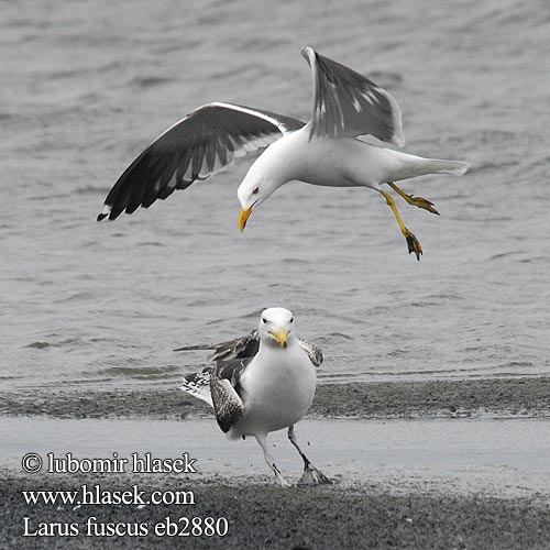 Racek žlutonohý Mewa żółtonoga Gabbiano Baltico Čajka tmavá Gaviota Sombría Larus fuscus