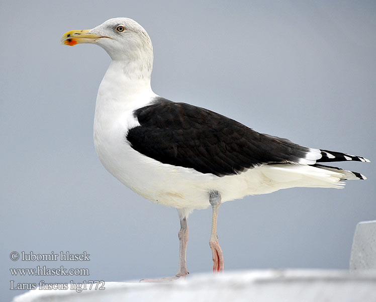 Larus fuscus hg1772