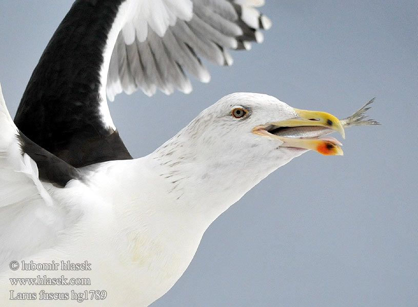 Racek žlutonohý Mewa żółtonoga Gabbiano Baltico Čajka tmavá Gaviota Sombría Larus fuscus