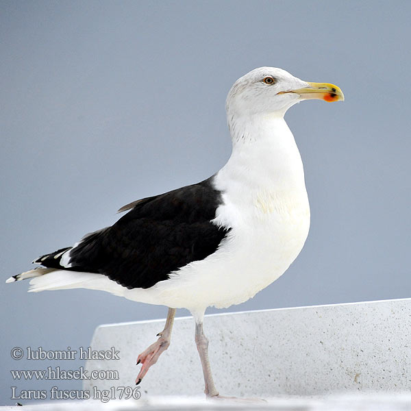 Racek žlutonohý Mewa żółtonoga Gabbiano Baltico Čajka tmavá Gaviota Sombría Larus fuscus