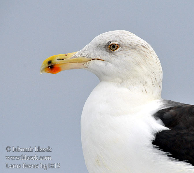 Larus fuscus hg1813