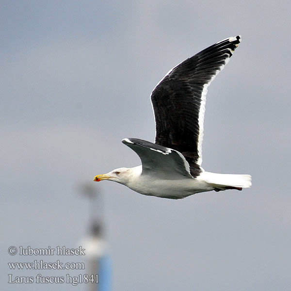 Larus fuscus hg1841