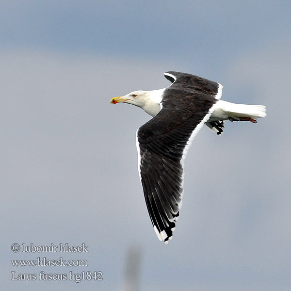 Larus fuscus Клуша ニシセグロカモメ النورس أسود الظهر الصغير Μελανόγλαρος Gaivota-d'asa-escura Kleinswartrugmeeu Kara Sırt Малка черногърба чайка Racek žlutonohý Sildemåge Selkälokki Goéland brun Heringsirály Silkinis kiras Kleine mantelmeeuw Sildemåke Mewa żółtonoga Silltrut Sildegáiru שחף שחור Sílamáfur Rjavi galeb Gabbiano Baltico zafferano 烏灰銀鷗 Reņģu kaija Heringsmöwe Pescaruş negricios Čajka tmavá Gaviota Sombría