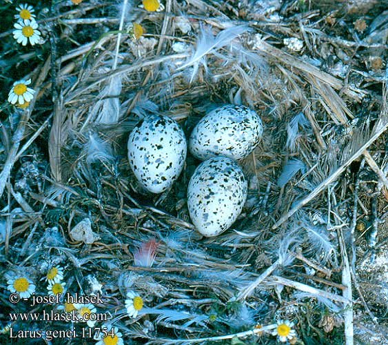 Larus genei 11754