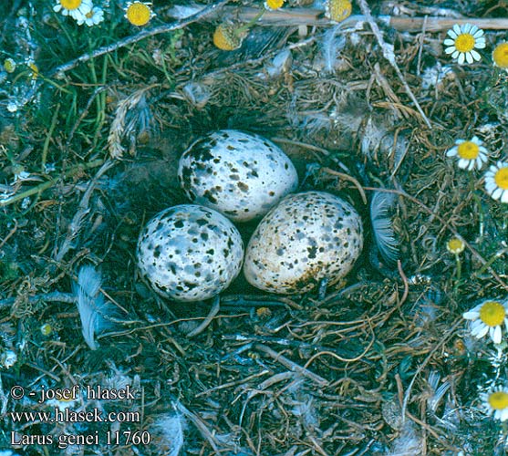 Goéland railleur Gaviota Picofina Racek tenkozobý Tyndnæbbet Måge Dunbekmeeuw Kaitanokkalokki Gabbiano roseo Smalnebbmåke Långnäbbad mås Морской голубок Mewa cienkodzioba Vékonycsőrű sirály Čajka tenkozobá 細嘴鷗 ハシボソカモメ النورس مستقيم المنقار Λεπτόραμφος Γλάρος Gaivota-de-bico-fino Морський голубок ince gagalı martı שחף צר-מקור Larus genei Slender-billed Gull Dünnschnabelmöwe