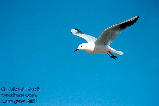 Larus genei 2899