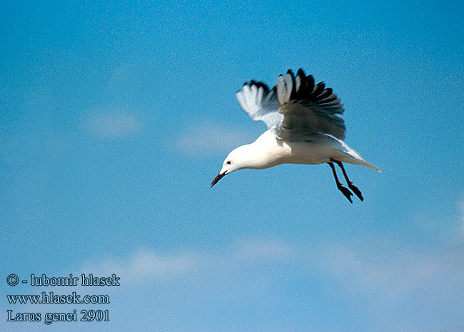 Larus genei 2901