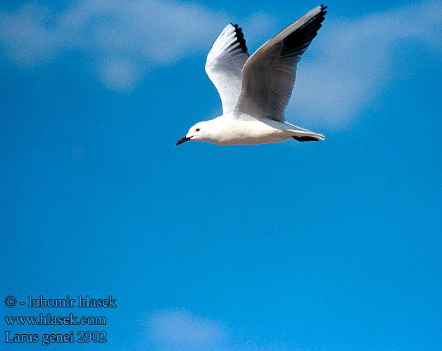 Larus genei 2902