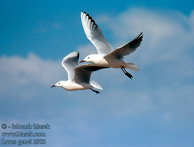 Larus genei 2903