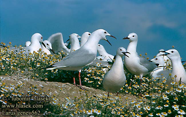 Larus genei 562