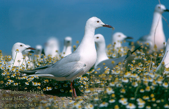 Larus genei 563