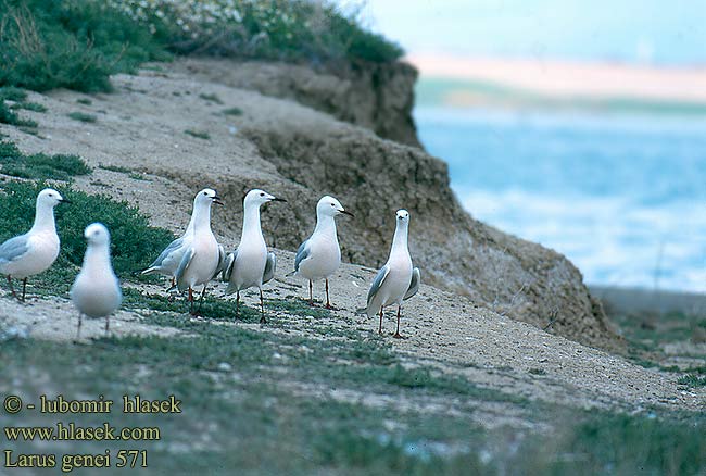 Larus genei 571