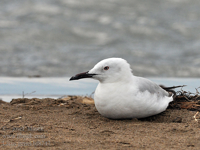 Larus genei Slender-billed Gull