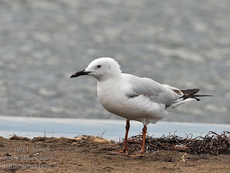 Larus genei Dünnschnabelmöwe