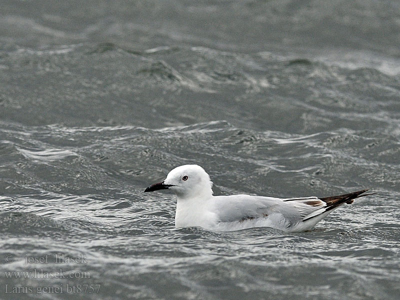 Larus genei Goéland railleur