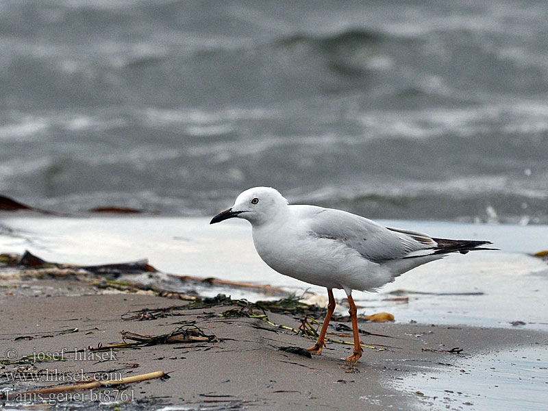 Larus genei Gaviota Picofina