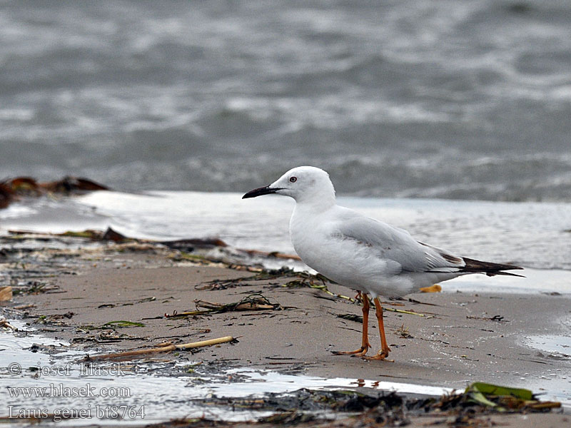 Larus genei Racek tenkozobý