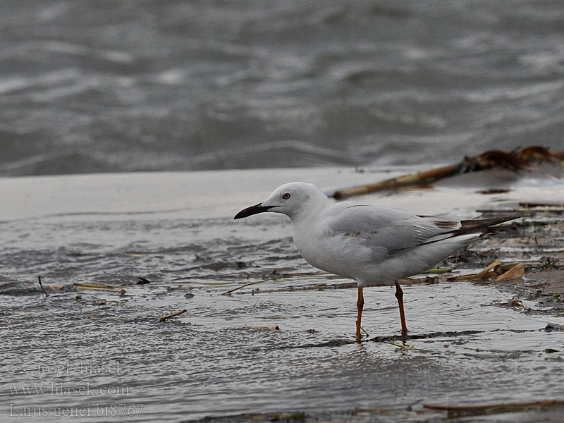 Larus genei Tyndnæbbet Måge