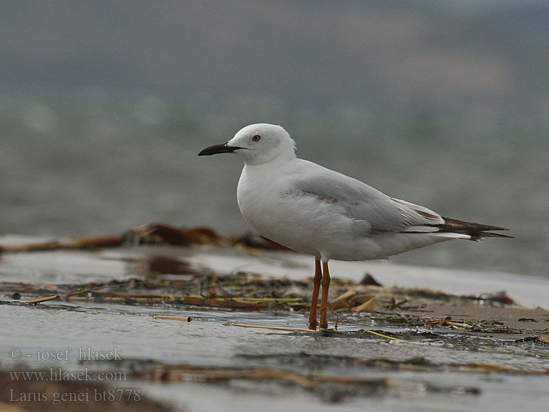 Larus genei Dunbekmeeuw