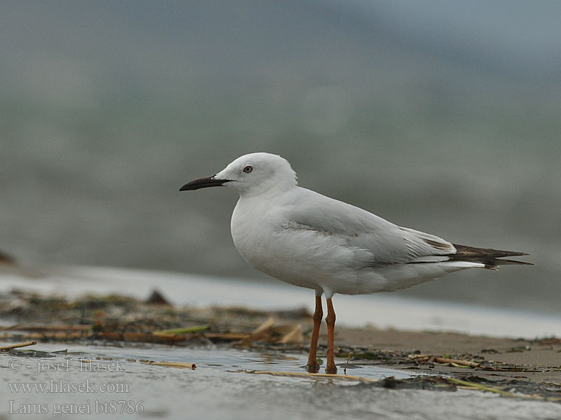 Larus genei Kaitanokkalokki