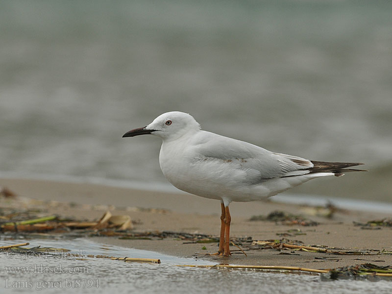 Larus genei Gabbiano roseo