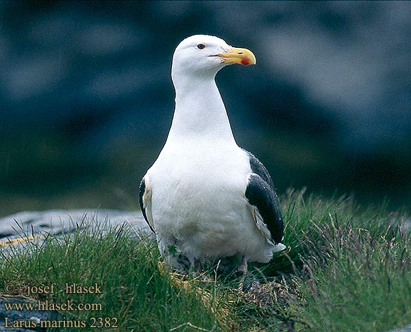 Larus marinus Great Blackback Mantelmöwe Goéland marin Gavión Atlántico Racek mořský Svartbag Grote Mantelmeeuw Merilokki Mugnaiaccio Svartbak Havstrut Клуша Mewa siodłata Dolmányos sirály Čajka morská Melnspārnu kaija Merikajakas Gaivota grande Морская чайка オオカモメ النورس اسود Γιγαντόγλαρος Alcatraz-comum Великий морський мартин Büyük Kara Sırtlı Martı