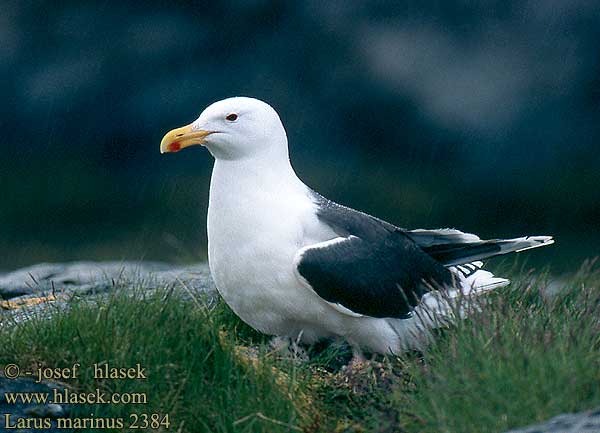 Larus marinus 2384