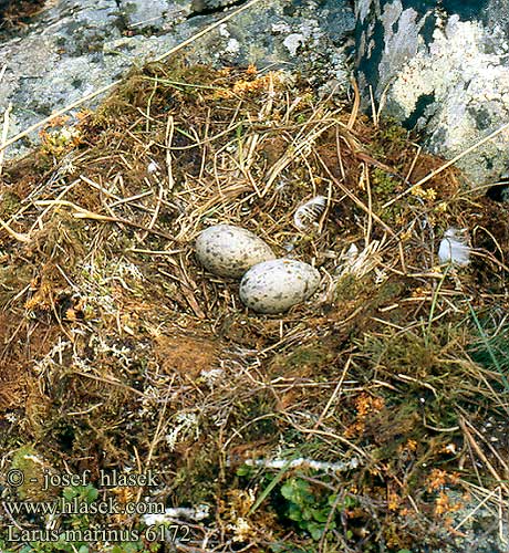 Larus marinus 6172