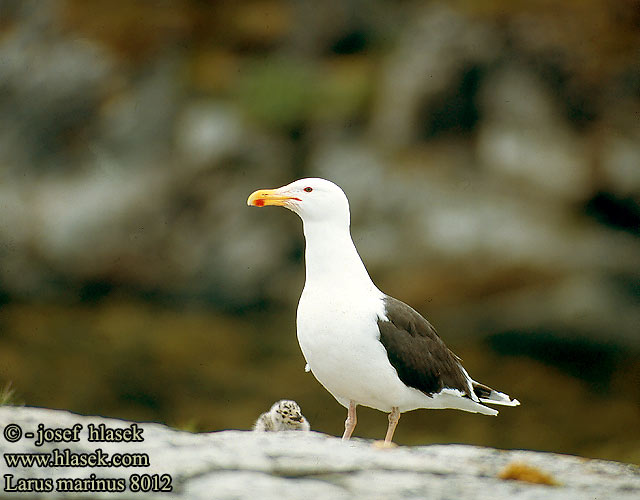 Larus marinus 8012