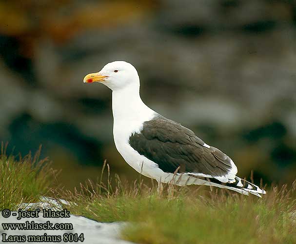 Great Blackback Mantelmöwe Goéland marin Gavión Atlántico Racek mořský Svartbag Grote Mantelmeeuw Merilokki Mugnaiaccio Svartbak Havstrut Клуша Mewa siodłata Dolmányos sirály Čajka morská Melnspārnu kaija Merikajakas Gaivota grande Морская чайка オオカモメ النورس اسود Γιγαντόγλαρος Alcatraz-comum Великий морський мартин Büyük Kara Sırtlı Martı Larus marinus